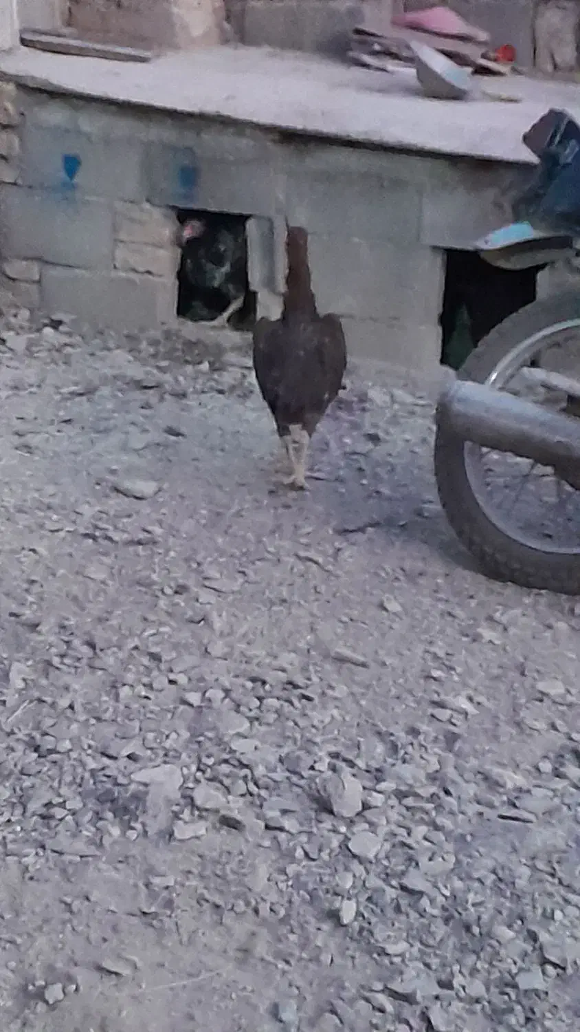 مرغ لاری اصل|حیوانات مزرعه|دینور, |دیوار