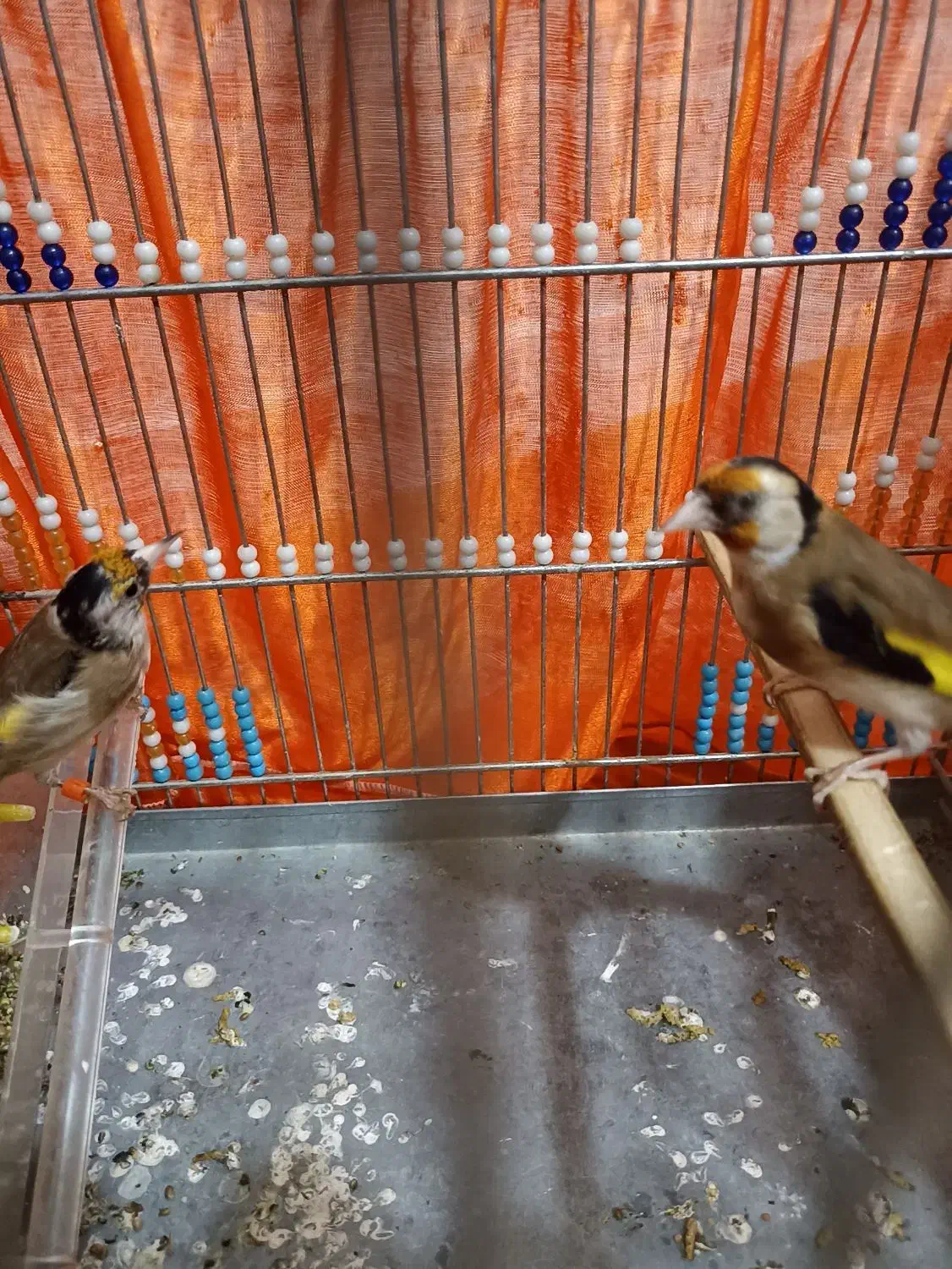 سهره|پرنده|مریوان, |دیوار