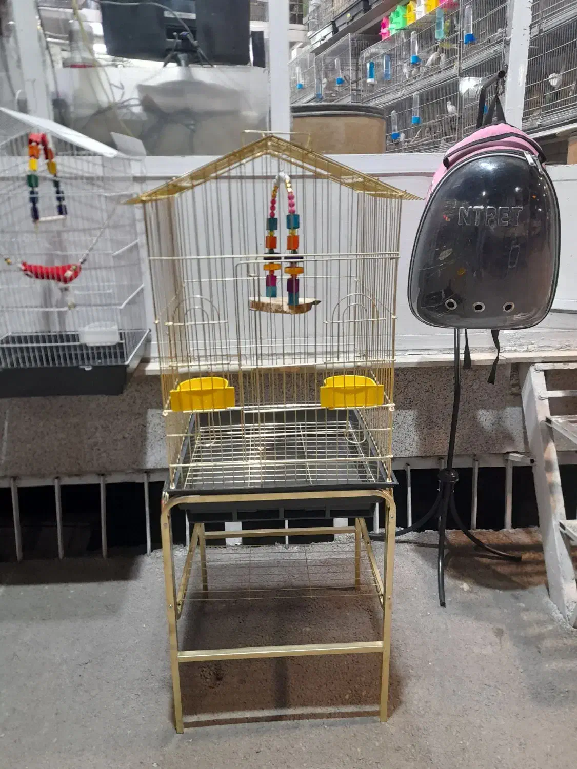 پرنده سرای طوطیاهشتگرد|پرنده|هشتگرد, مدرس|دیوار