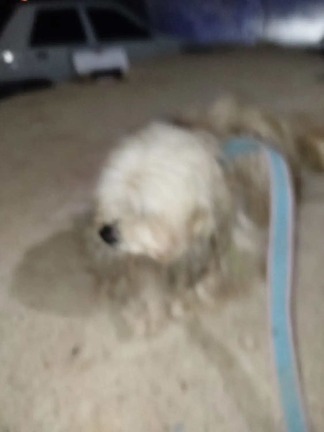 سگ سفید|سگ|یاسوج, |دیوار