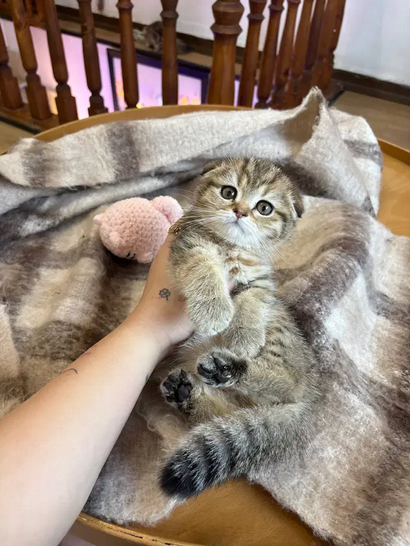 اسکاتیش ماربل گلد|گربه|رشت, گلسار|دیوار