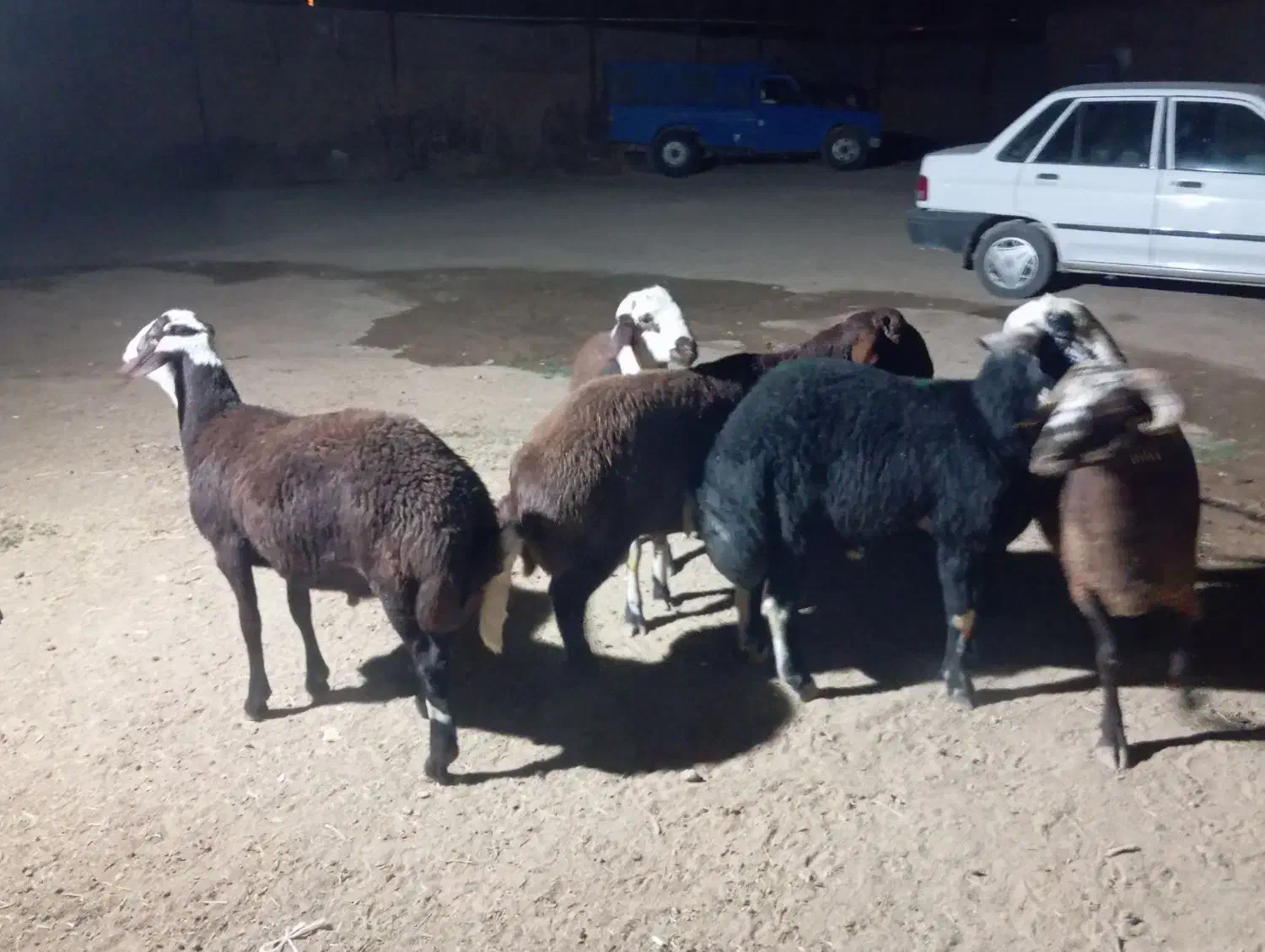 بره قوچ|حیوانات مزرعه|فرمهین, |دیوار