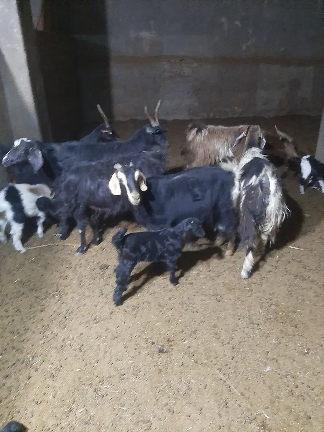 فروش بزبزغاله دار شیرا|حیوانات مزرعه|قاهان, |دیوار