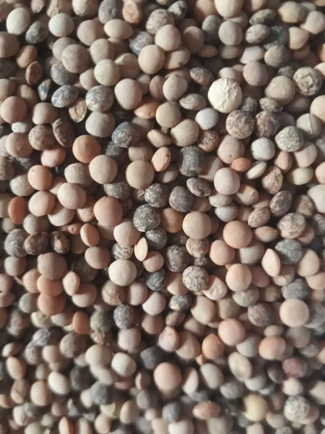 عدسی (نژی)|خوردنی و آشامیدنی|سرپل ذهاب, |دیوار