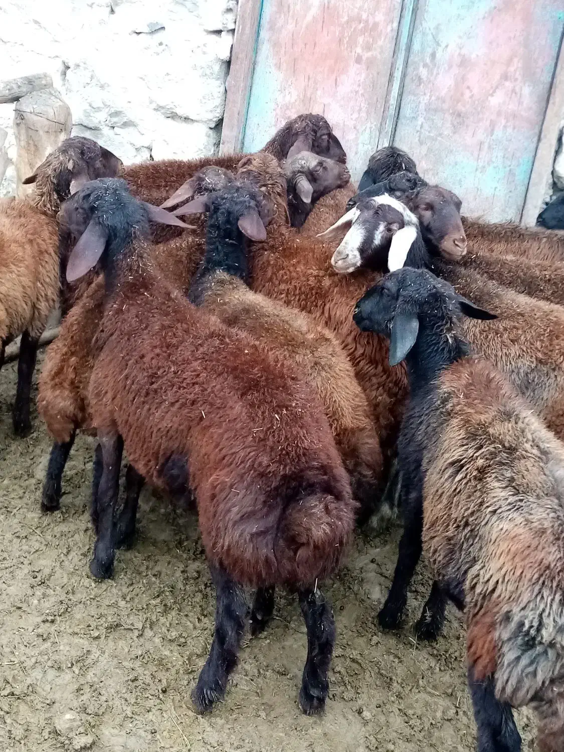 20 راس بره ماده درجه یک|حیوانات مزرعه|صومای برادوست, |دیوار