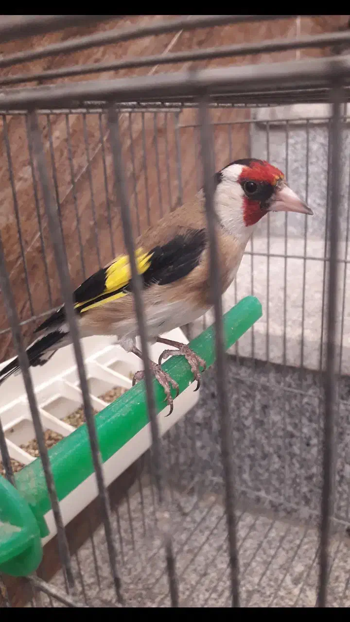 سهره|پرنده|فسا, |دیوار