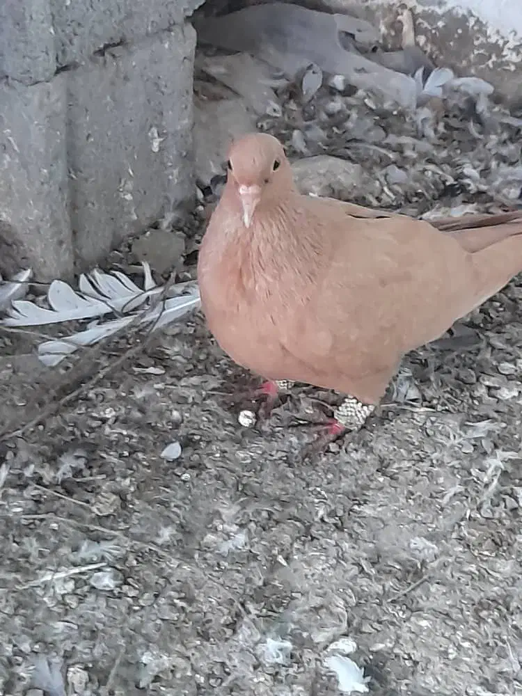 ماده زرد کرمونی همراه جوجه|پرنده|بهنمیر, |دیوار