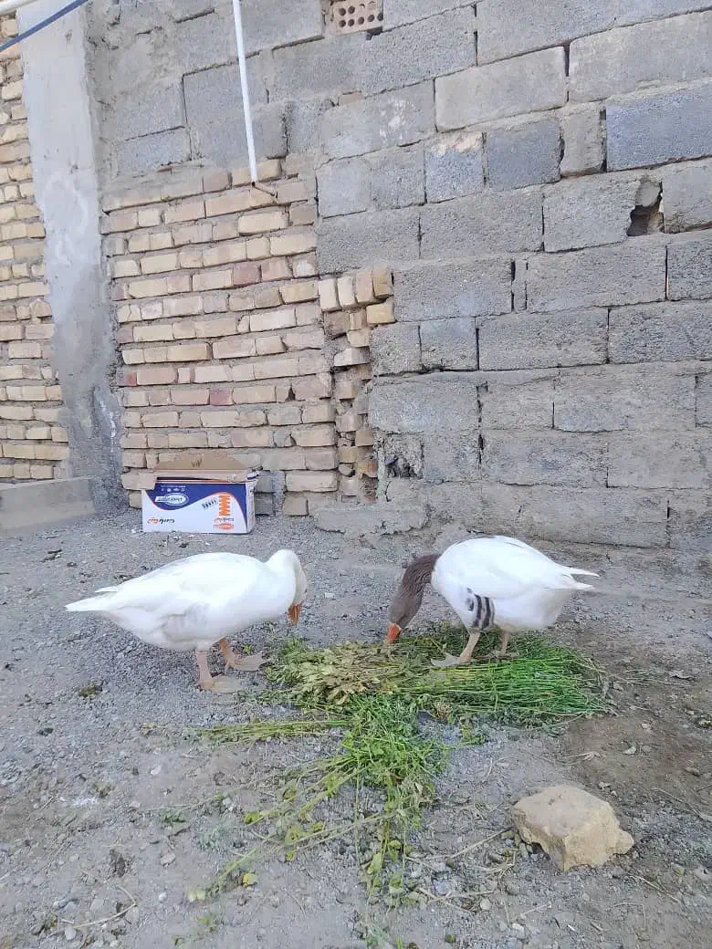 پرنده|حیوانات مزرعه|کهنوج, |دیوار