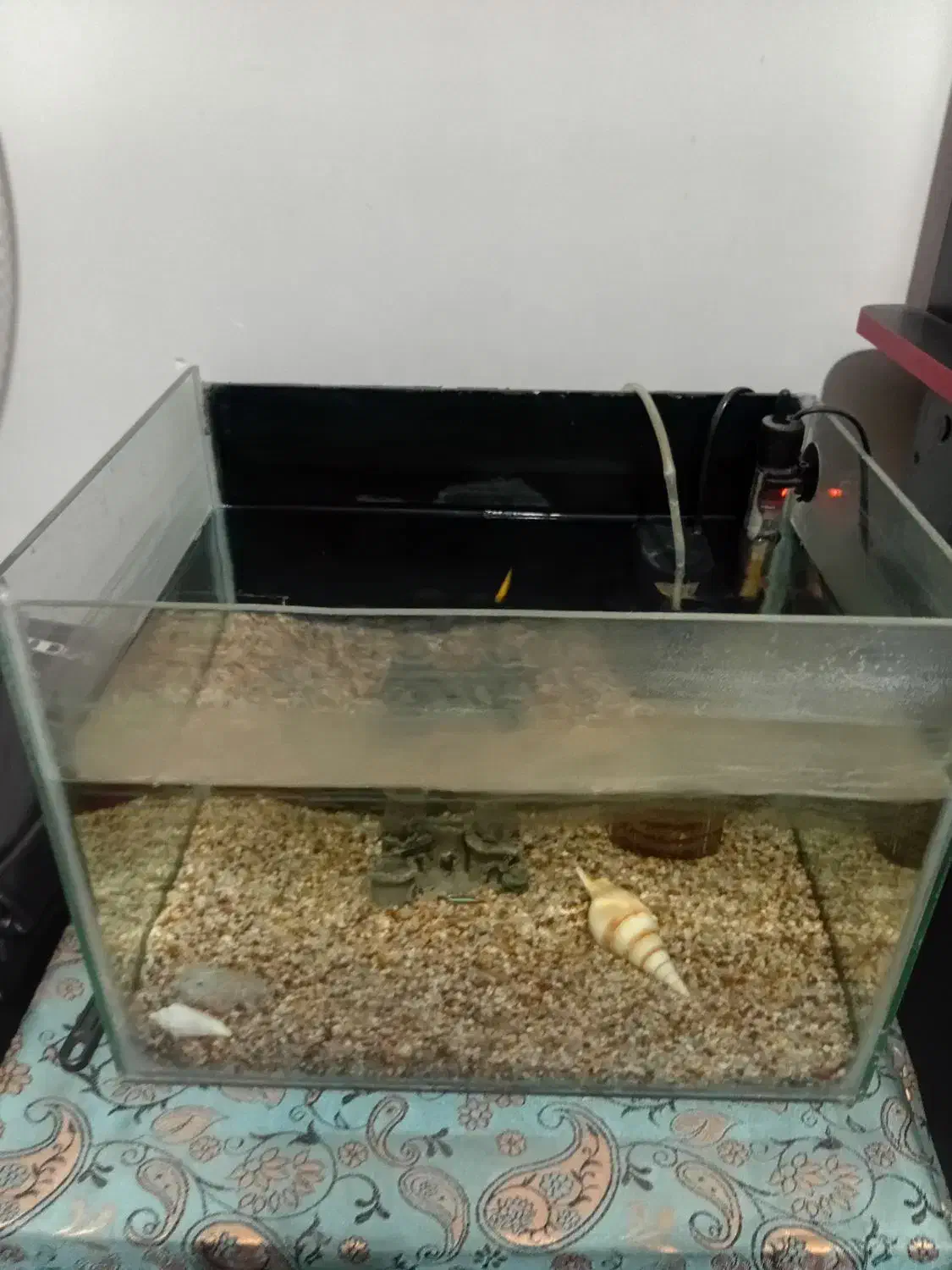 آکواریوم|ماهی|رشت, معلولین|دیوار