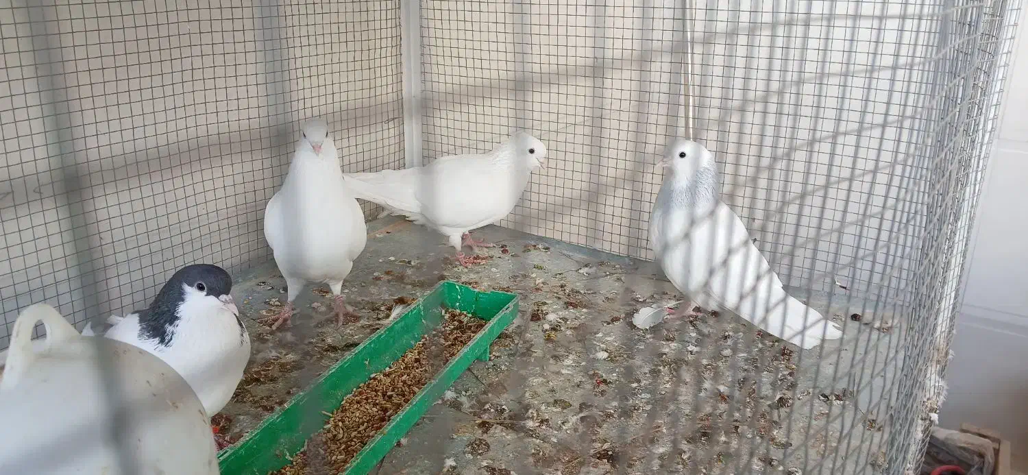 کبوترزیبا|پرنده|برازجان, |دیوار