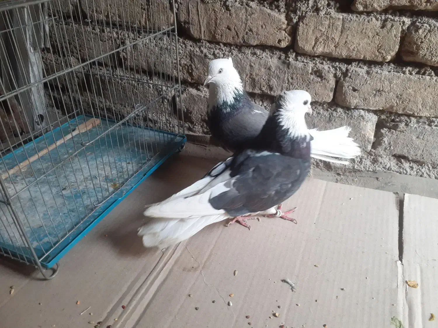 ۱۵۰۰۰۰۰|پرنده|ری, شهرک نظامی|دیوار