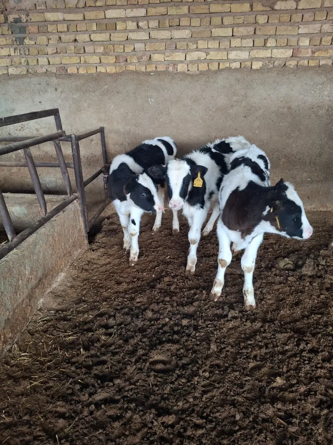 گوساله نر صنعتی درجه یک|حیوانات مزرعه|مرودشت, کناره|دیوار