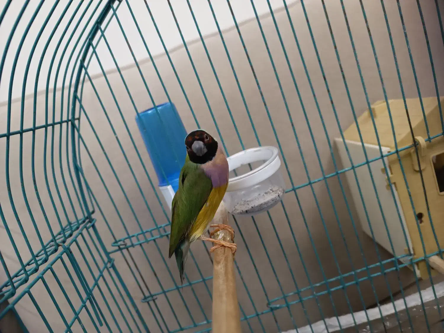 فنج گلدین جفت|پرنده|تبریز, |دیوار