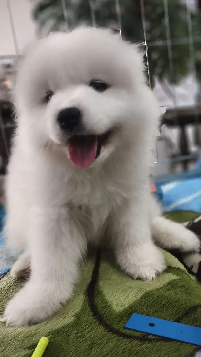 سامویید، دوست باوفای من|سگ|مشهد, وکیلآباد|دیوار