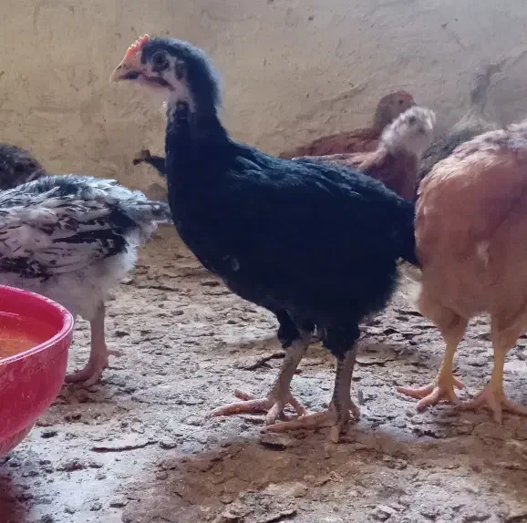 نیمچه محلی جوجه|حیوانات مزرعه|قزوین, |دیوار