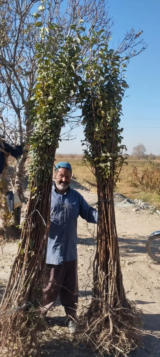 نهال آلو و هلو|خدمات باغبانی و درختکاری|نیشابور, بلوار گلها|دیوار
