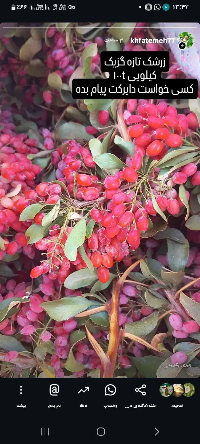 زرشک تازه|خوردنی و آشامیدنی|درمیان, |دیوار