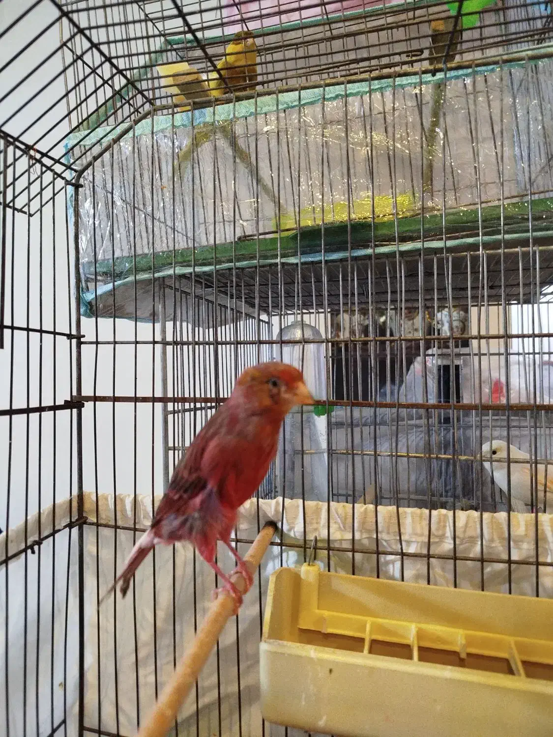 فروش قناری ماده|پرنده|فردیس, شهرک شهید حسینی|دیوار