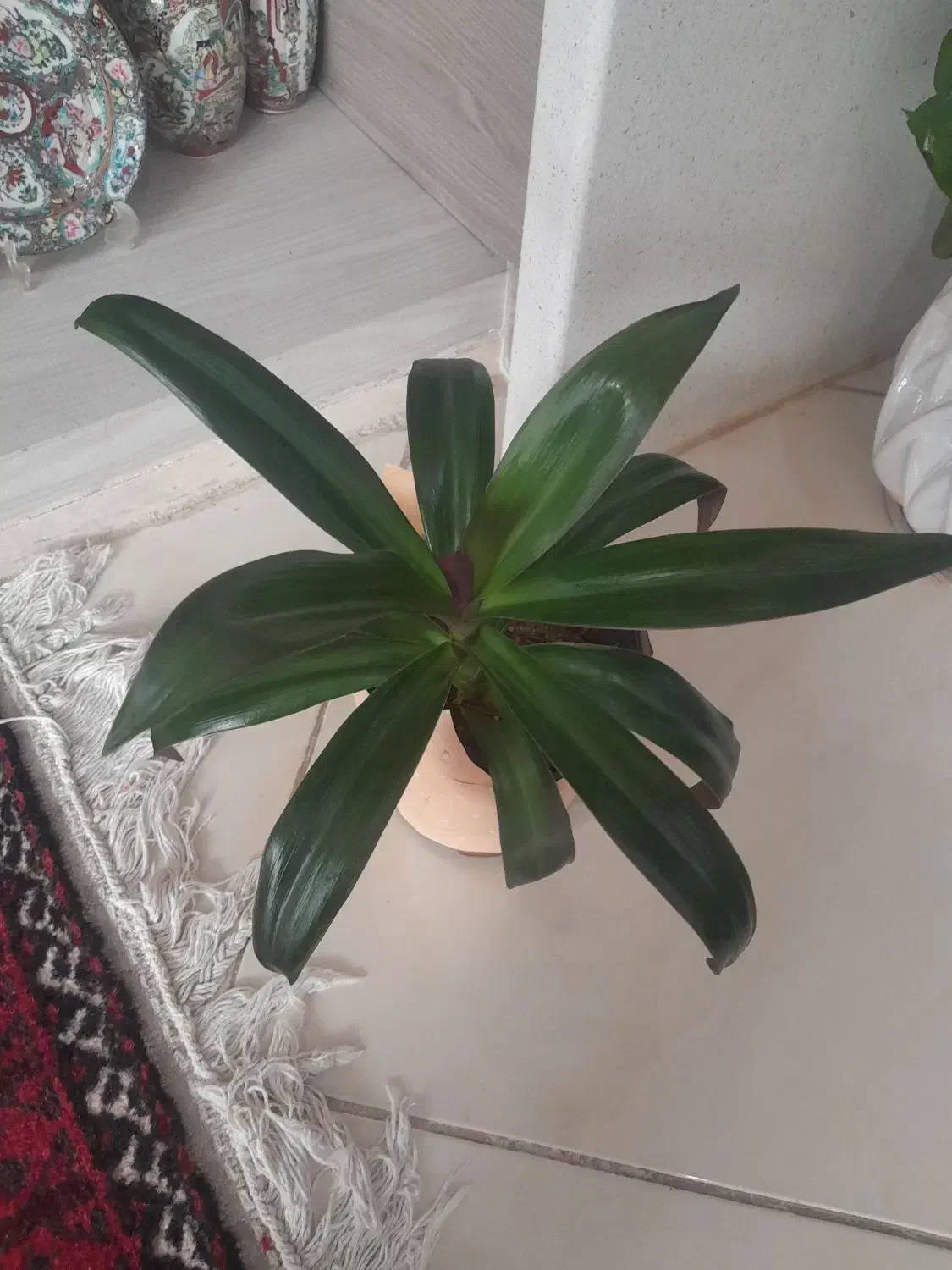 گل پتو وموسی|گل و گیاه طبیعی|اصفهان, پروین|دیوار