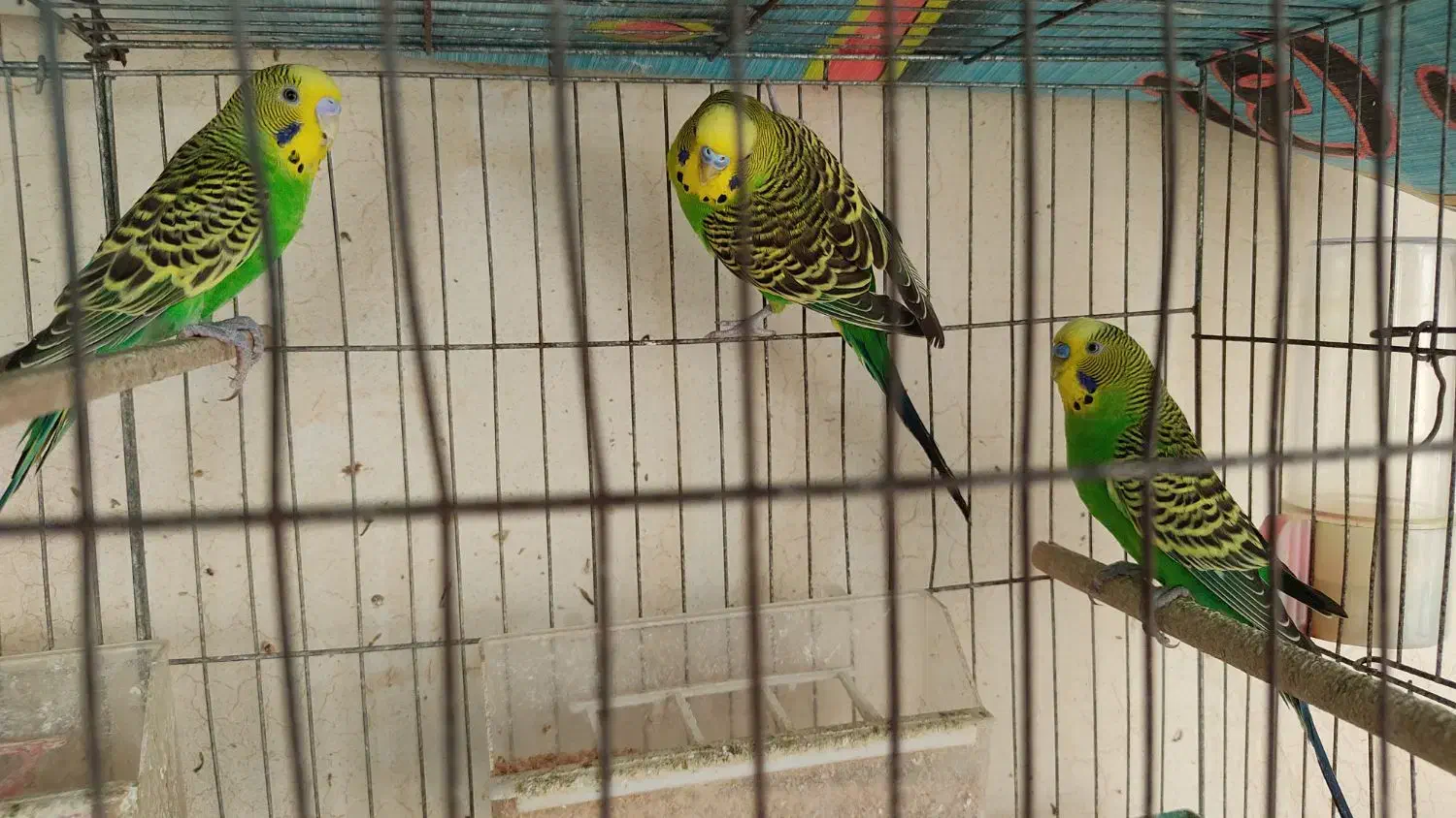 مرغ عشق نر|پرنده|عسلویه, |دیوار