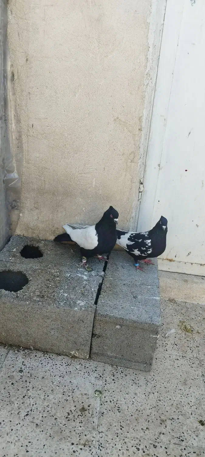 سینه سیاه|پرنده|مشهد, مشکینی (شهرک غرب)|دیوار