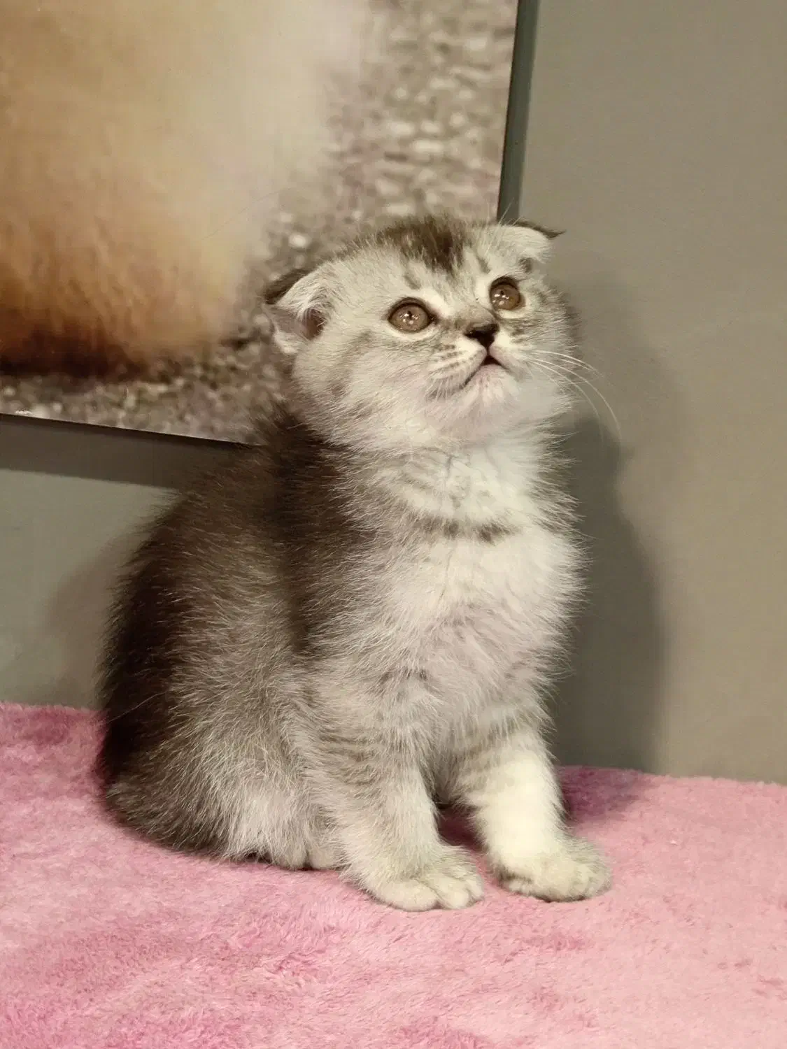 بچه گربه اسکاتیش سیلور نر|گربه|تهران, تهرانسر مرکزی|دیوار