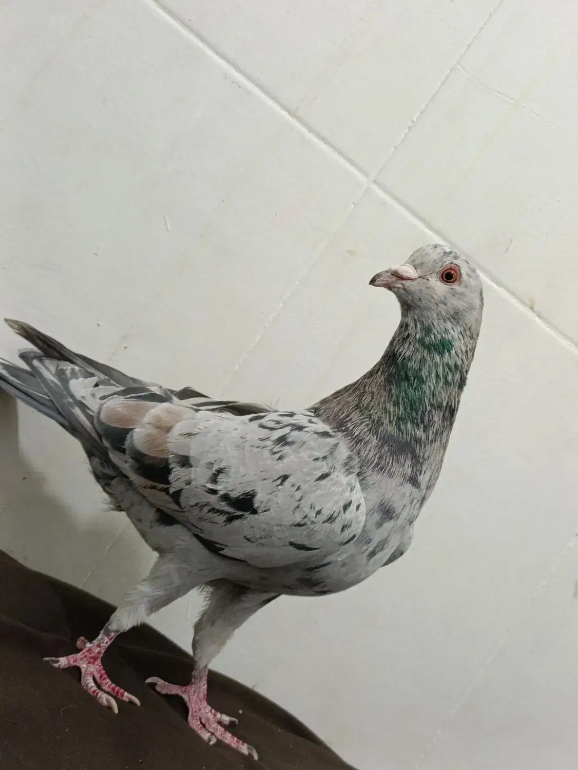 هفرنگ نر هوایی عتیقه|پرنده|بردسکن, |دیوار