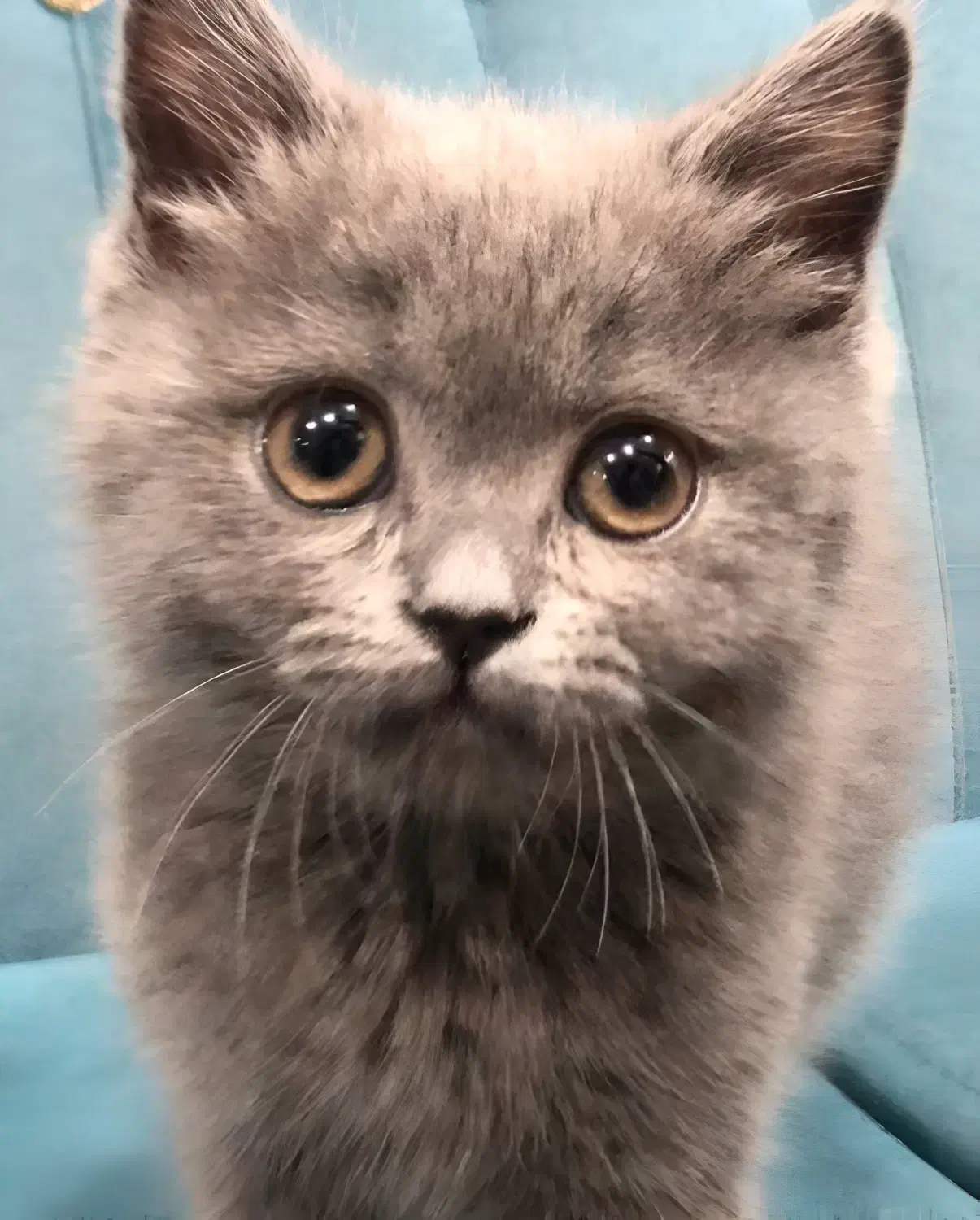 فروش گربه بریتیش|گربه|بندر ماهشهر, |دیوار