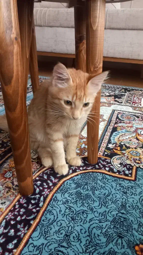 گربه|گربه|تالش, هشتپر|دیوار