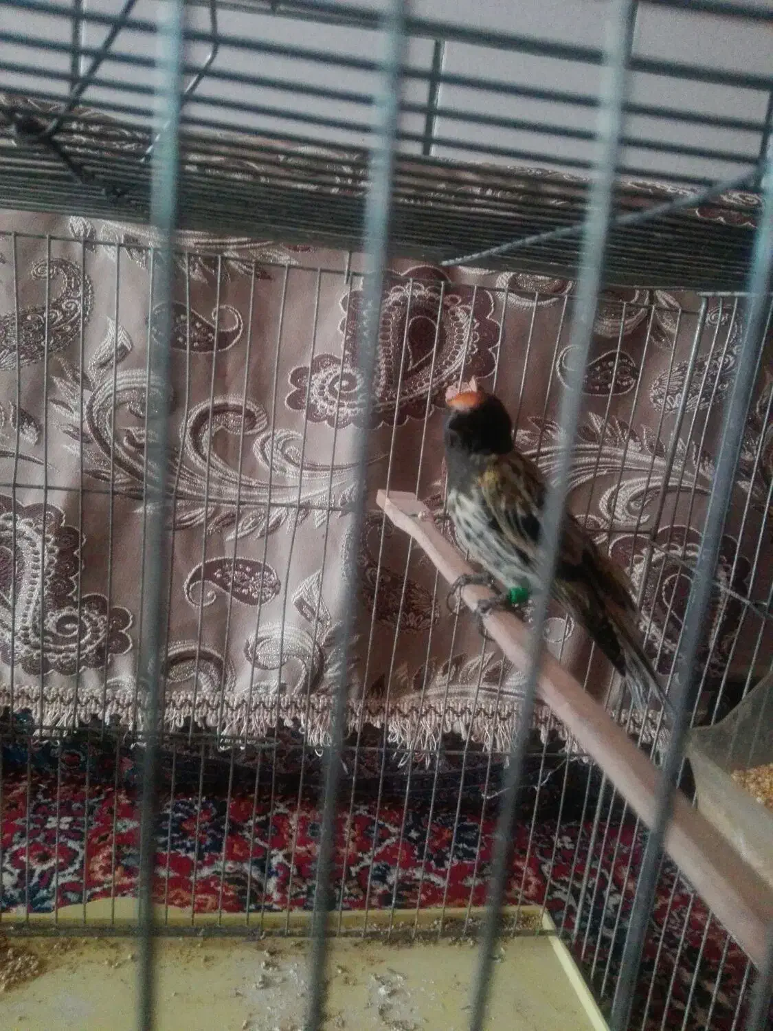 سهره خاکی و گلبسر|پرنده|کرمان, |دیوار