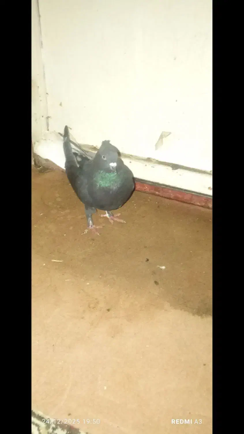 کبوتر دم سفید|پرنده|بوستان, |دیوار