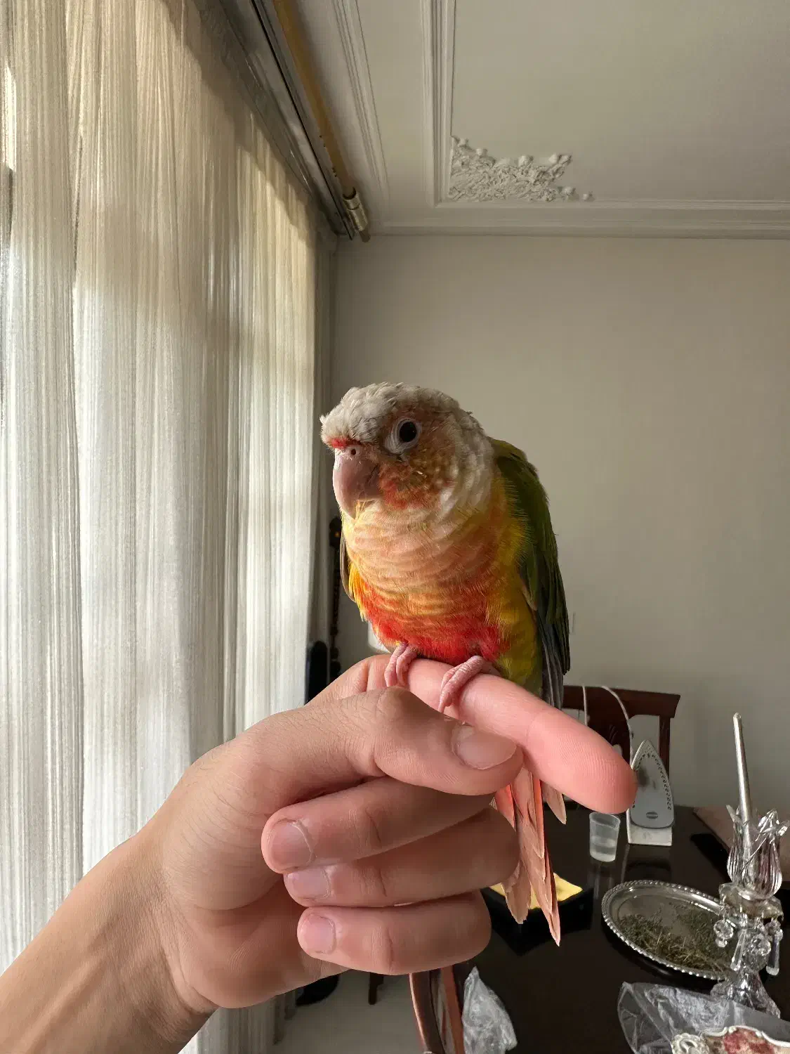 طوطی گرینچیک گمشده|حیوانات|اصفهان, وحید|دیوار