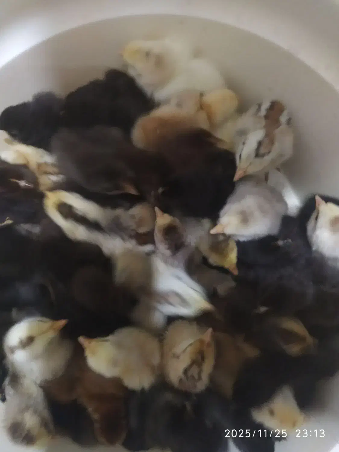 جوجه لری چند روزه|حیوانات مزرعه|شهرضا, |دیوار