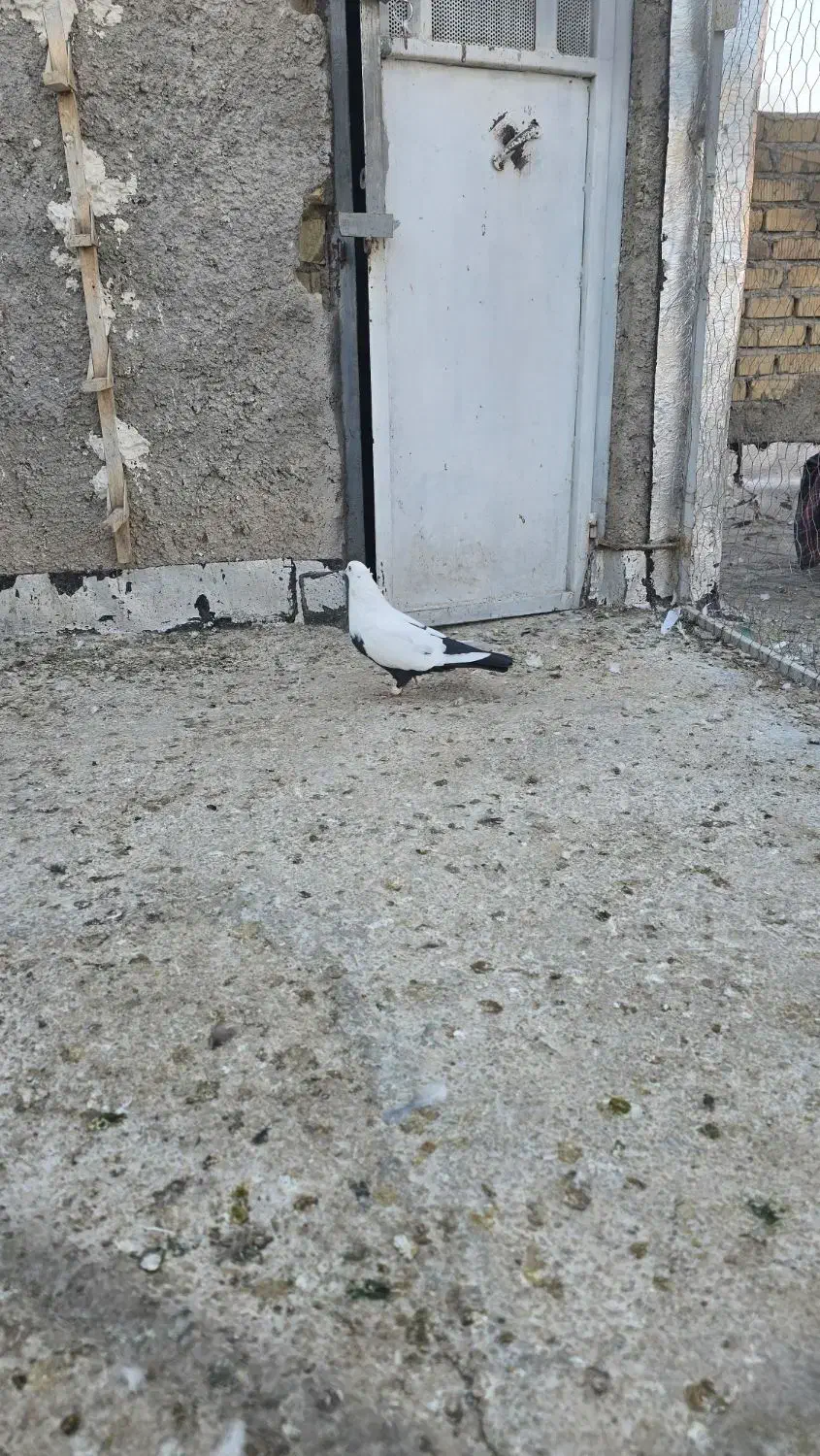 دم سیاه نر درجه یک|پرنده|مرودشت, ابوذر شمالی‎|دیوار