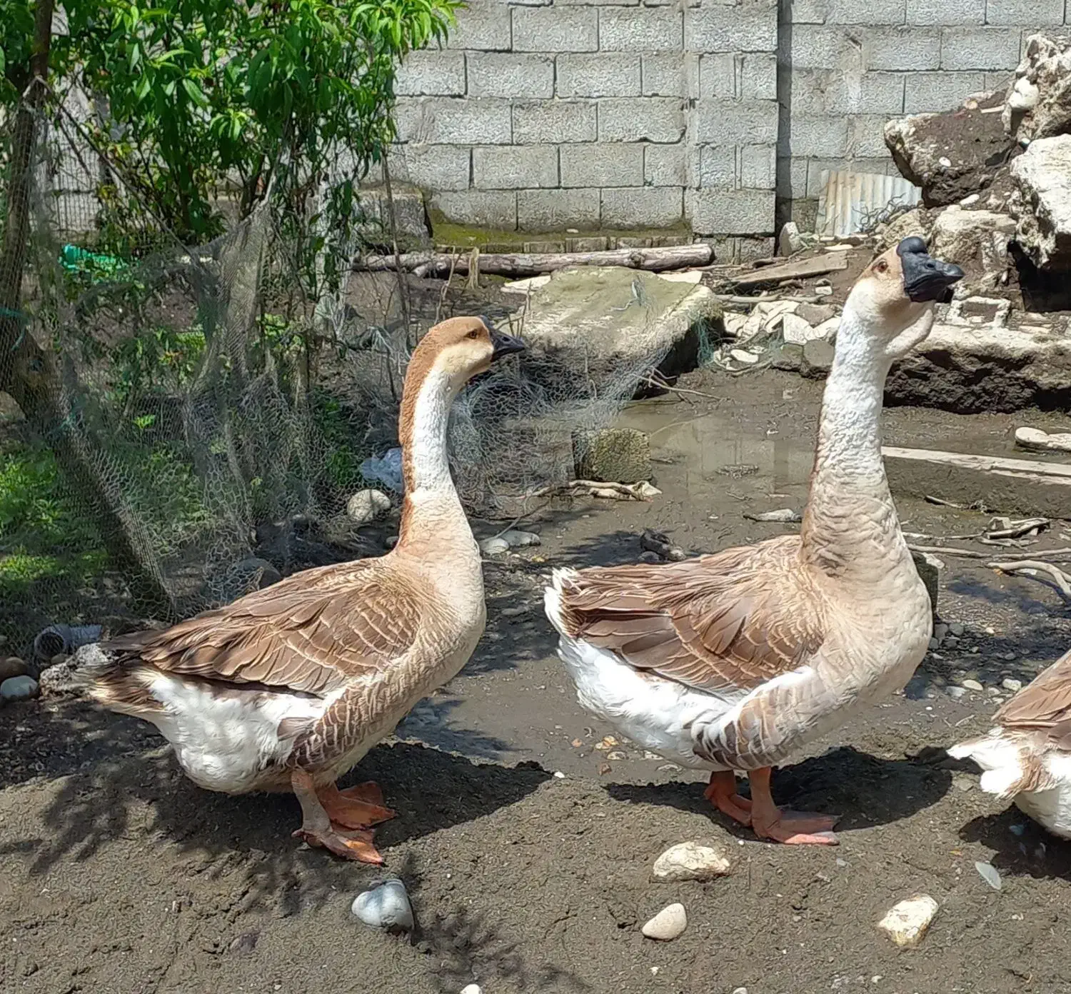 قو غاز اصل افریقایی واردک اسرائیلی وروغنهای زیبایی|حیوانات مزرعه|اسالم, |دیوار