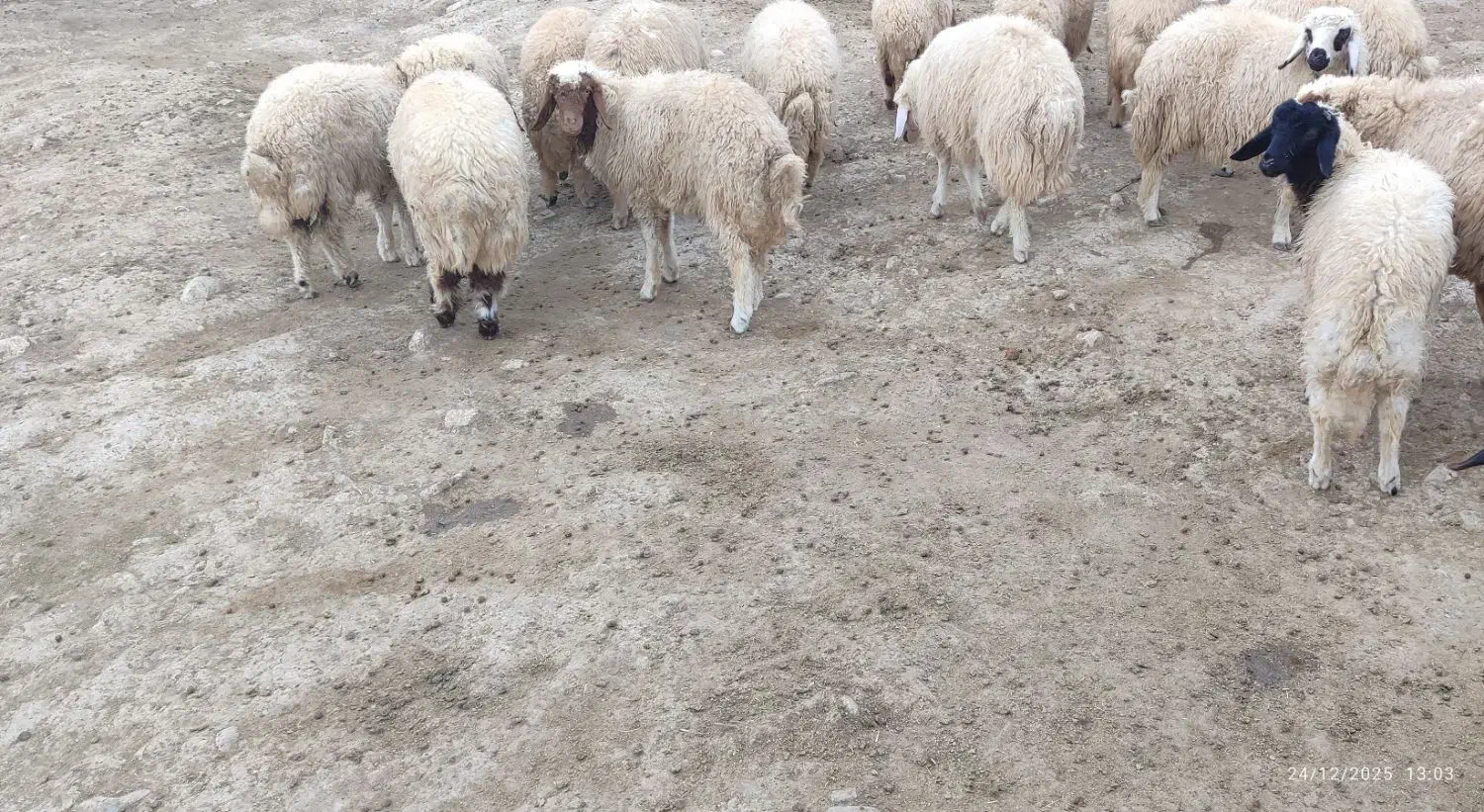 بره ..|حیوانات مزرعه|گیلان غرب, |دیوار