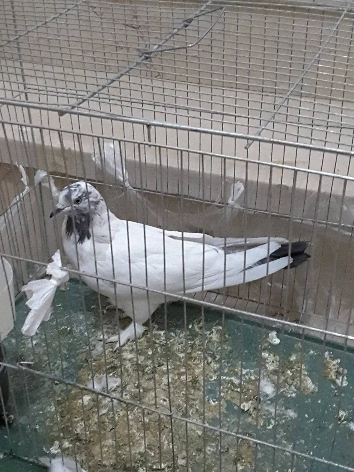 ماده پرشی|پرنده|نیریز, |دیوار