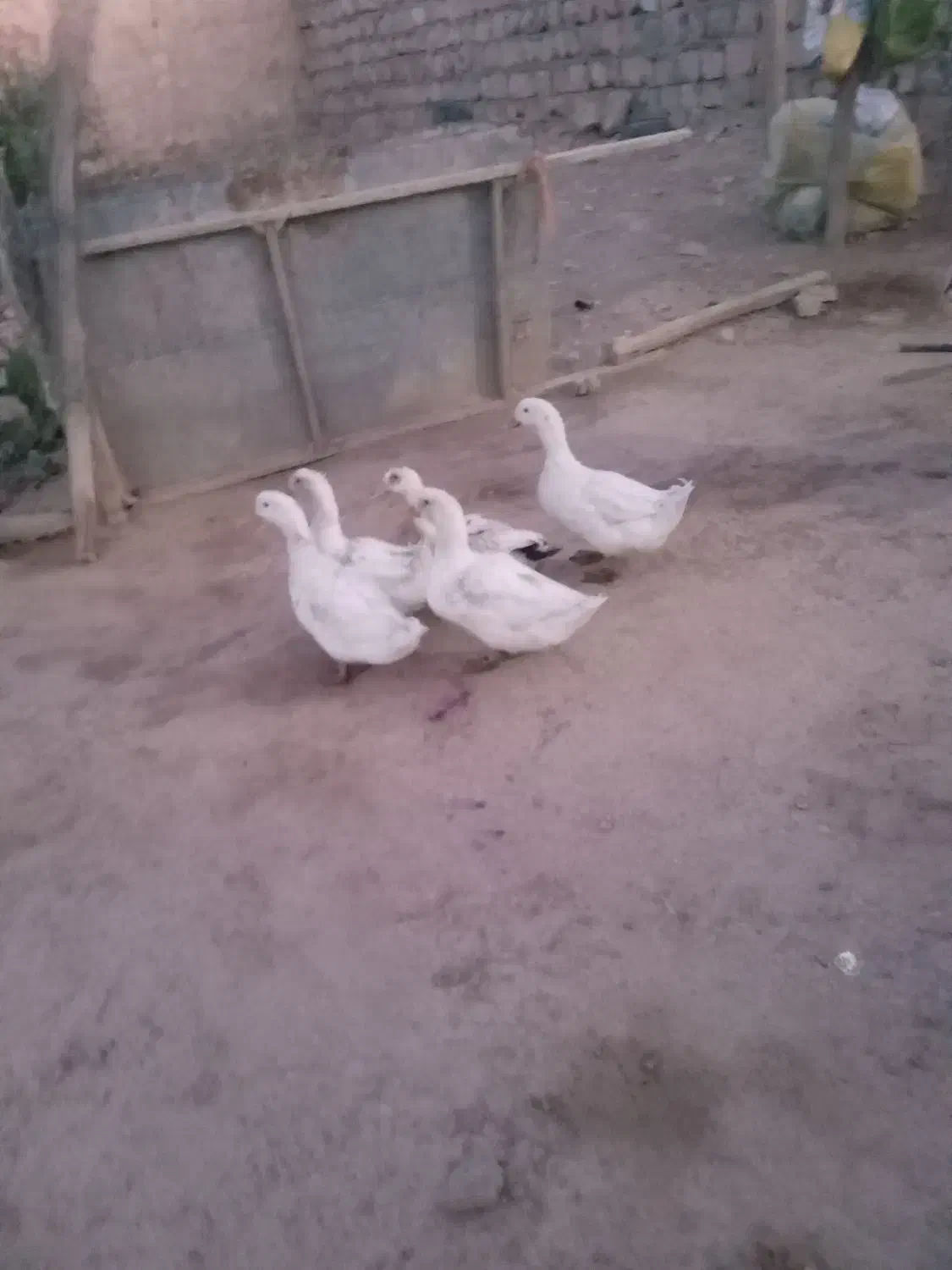 اردک|حیوانات مزرعه|کوهدشت, |دیوار