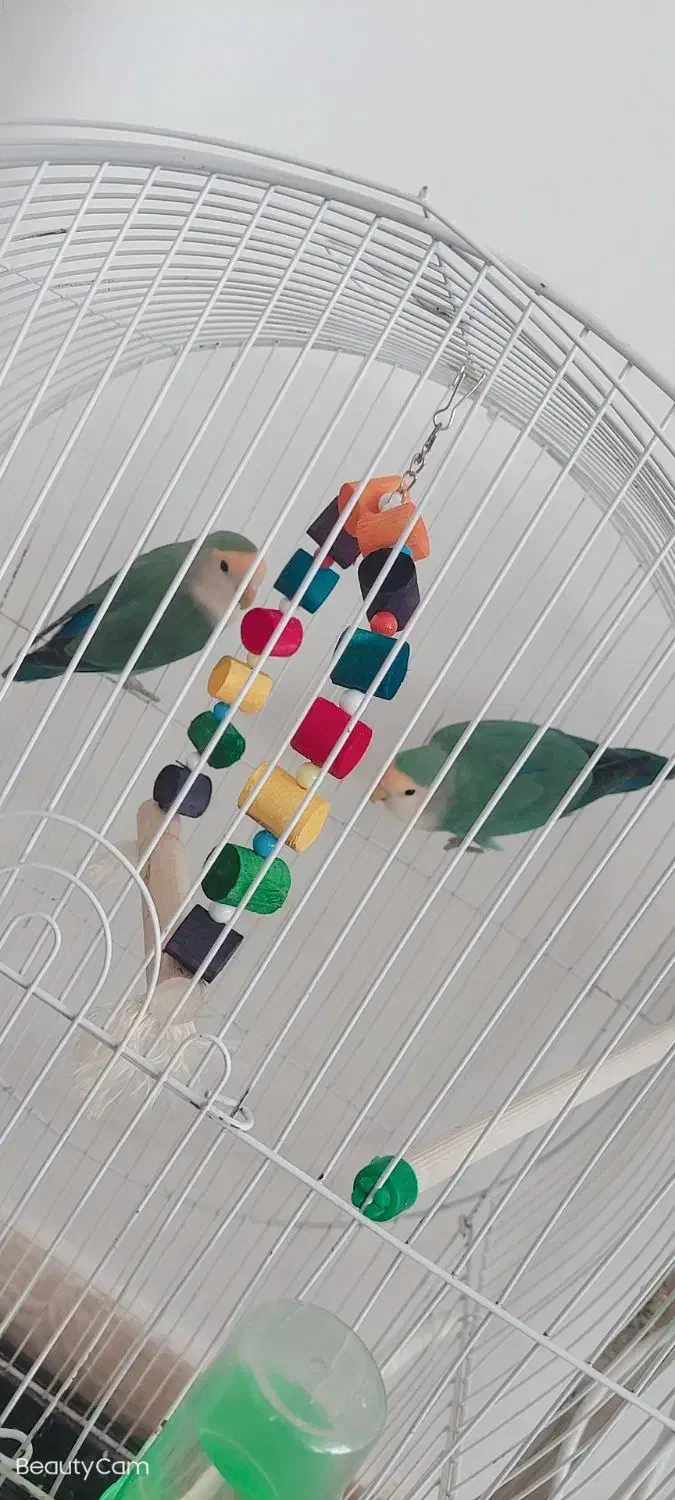 جفت طوطی  کوتوله نر و ماده|پرنده|بیرجند, |دیوار