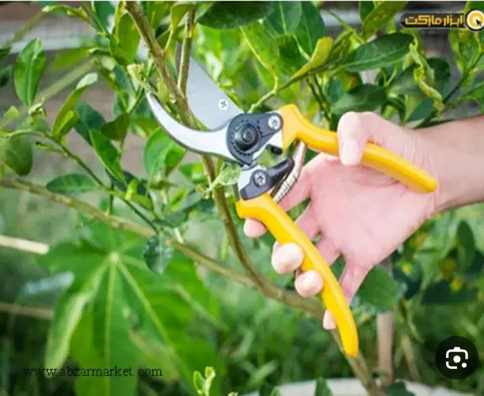 هرس ونگهداری باغ وباغچه|خدمات باغبانی و درختکاری|گلپایگان, |دیوار