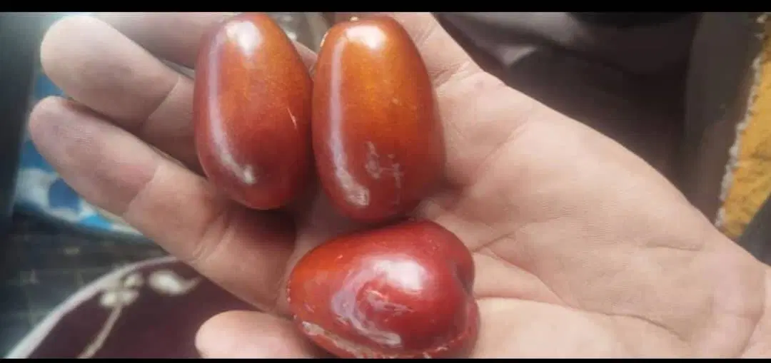 عناب اکراین یاهمان عناب سلطنتی|خوردنی و آشامیدنی|تهران, شکیبا|دیوار