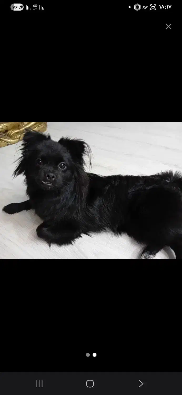 پامر|سگ|آذرشهر, |دیوار