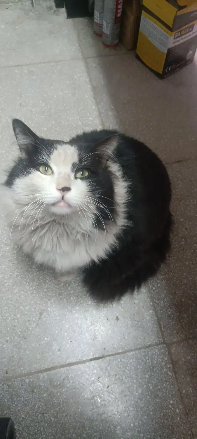 واگذاری رایگان گربه|گربه|نظرآباد, شهرک صنعتی سپهر|دیوار