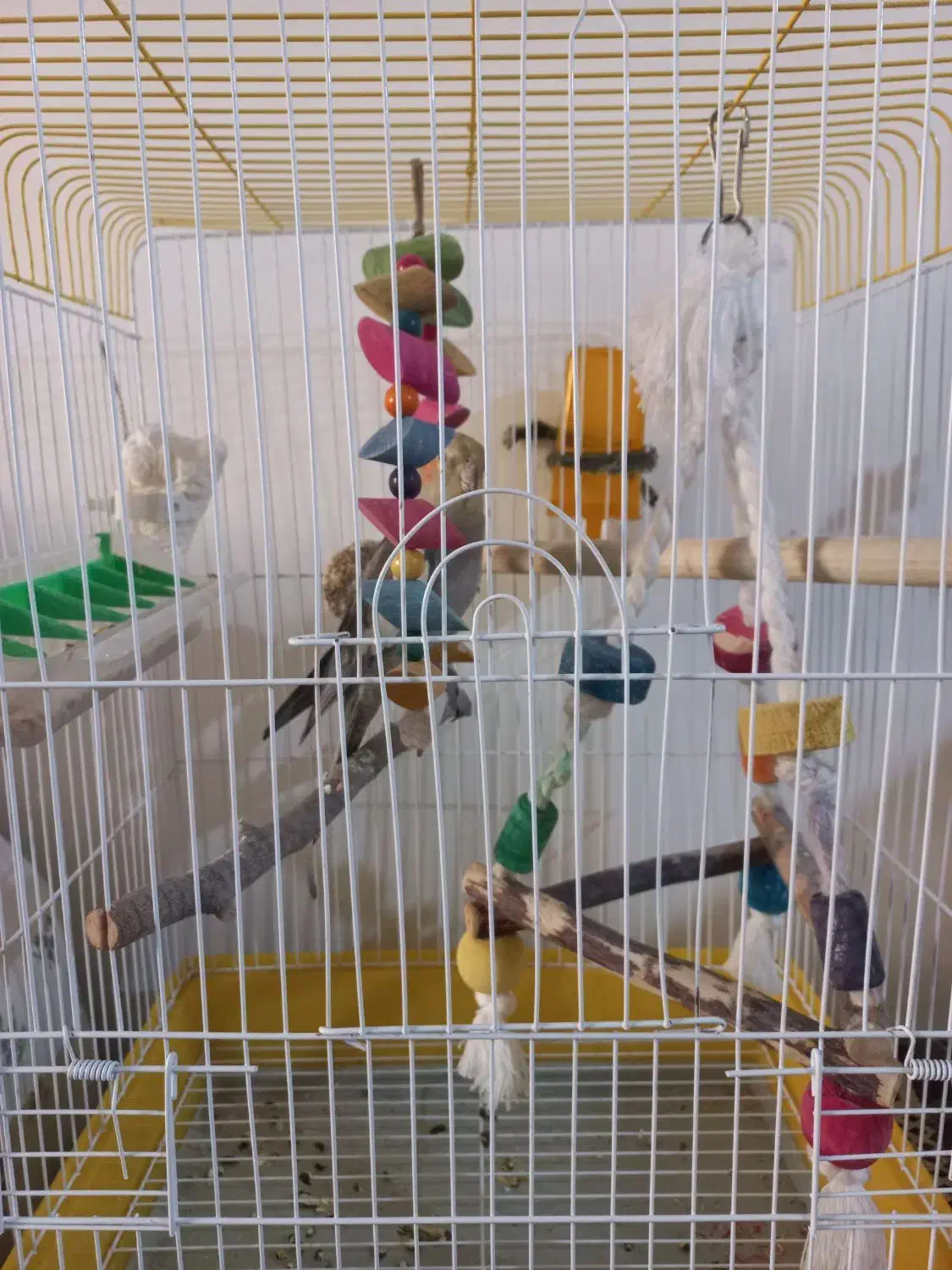 عروس هلندی|پرنده|سنندج, |دیوار