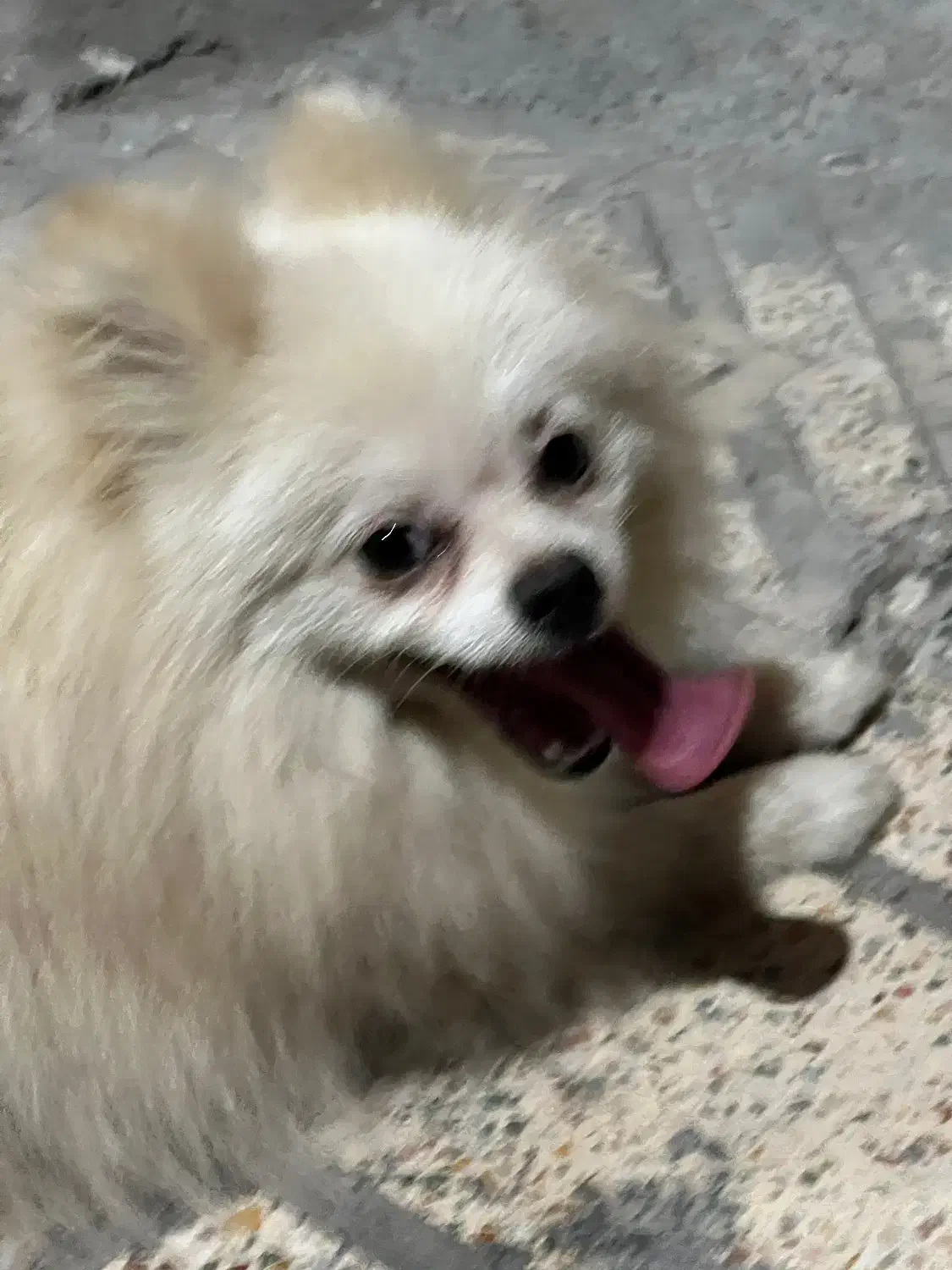 پامرانین|سگ|بندرعباس, |دیوار