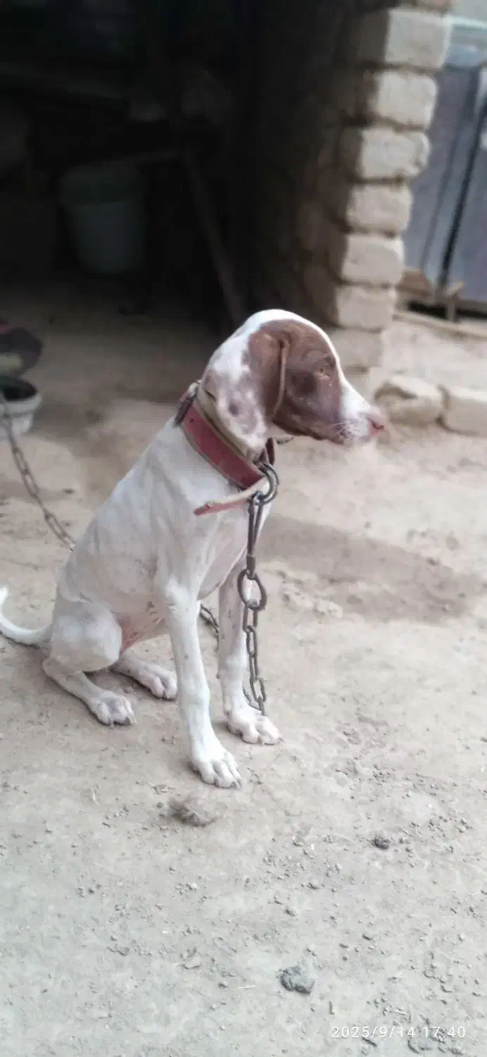 سگ شکاری|سگ|فراغی, |دیوار