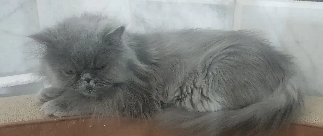 گربه پرشین|گربه|زاهدان, |دیوار