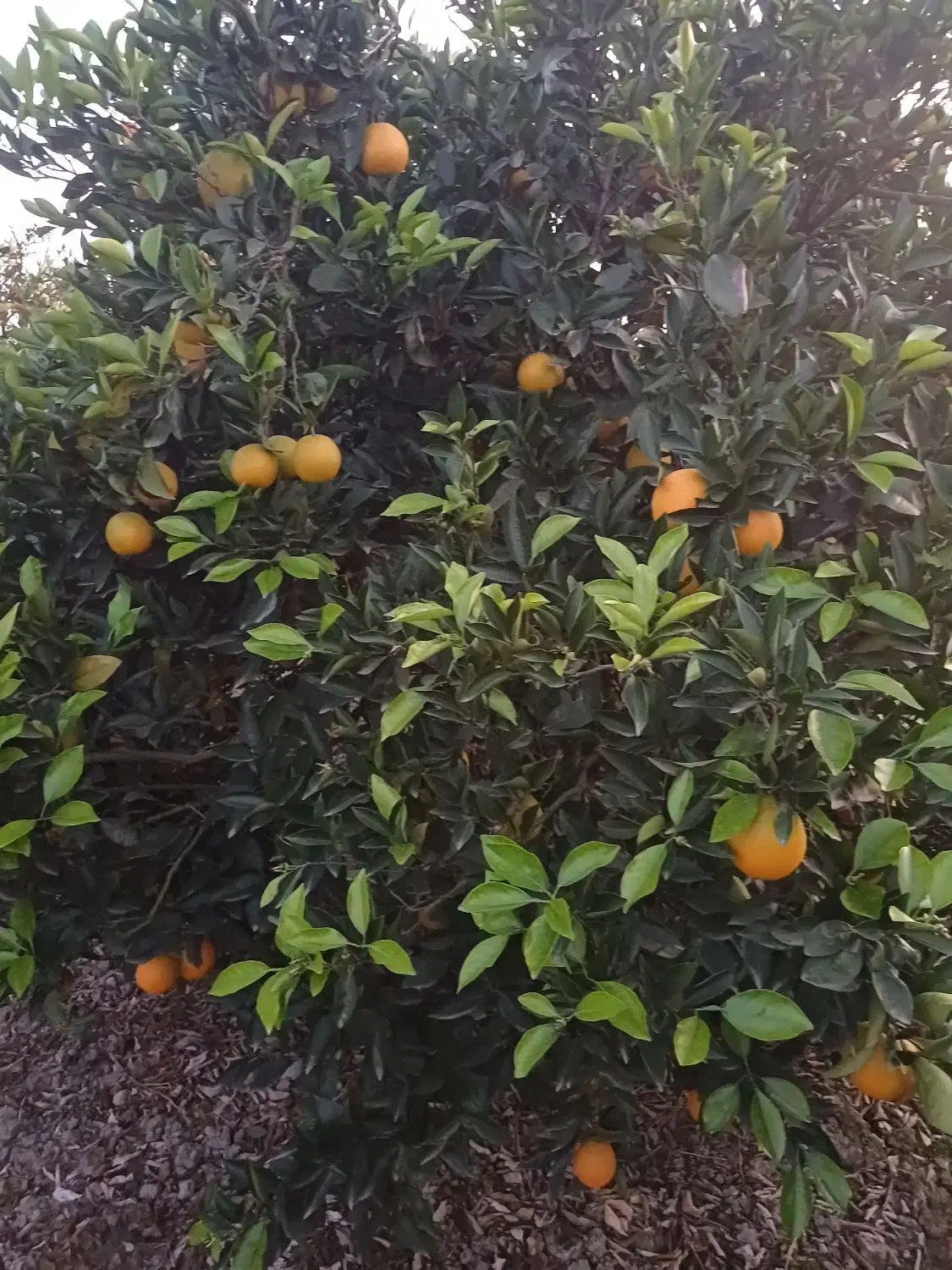 فروش تامسون درجه یک|عمدهفروشی|ساری, |دیوار