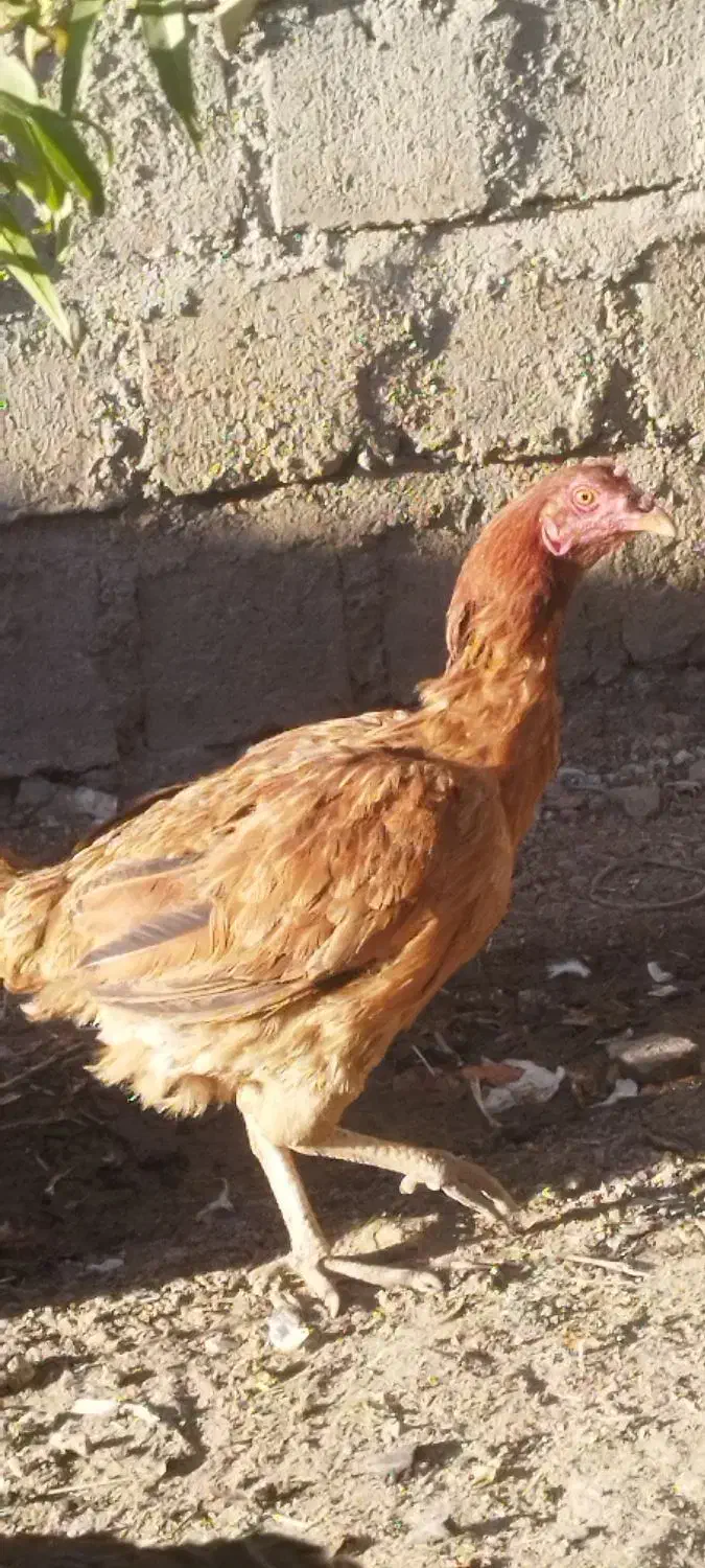 مرغ کوردی معاوضه با بوقلمون وکبوتر|حیوانات مزرعه|بوکان, |دیوار