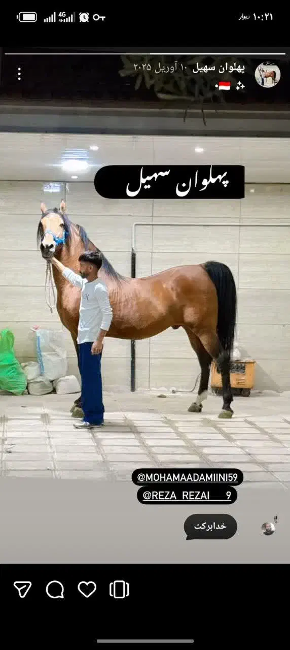 اسب مادیان|اسب و تجهیزات اسب‌سواری|برخوار, |دیوار